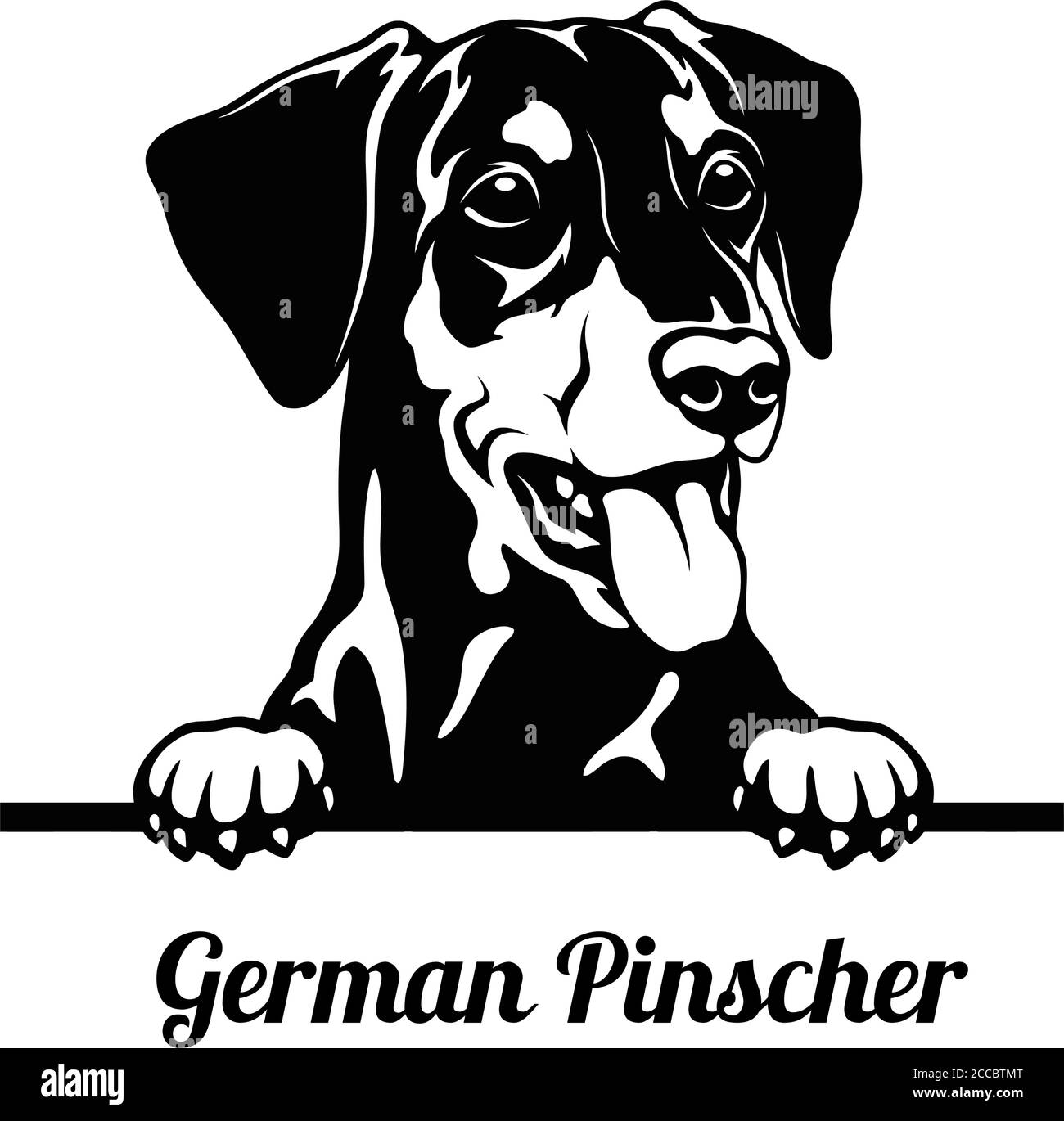 Peeking Dog - Deutsche Pinscher Rasse - Kopf isoliert auf Weiß Stock Vektor