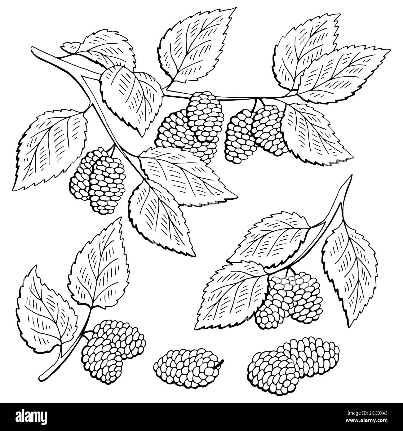 Maulbeere Zweig Grafik schwarz weiß isoliert Set Skizze Illustration vektor Stock Vektor