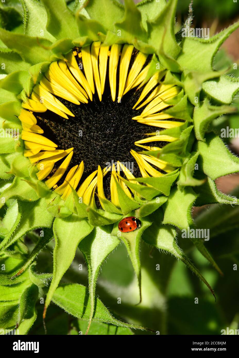 Blühende Sonnenblume und kleine Marienkäfer oder Marienkäfer Stockfoto