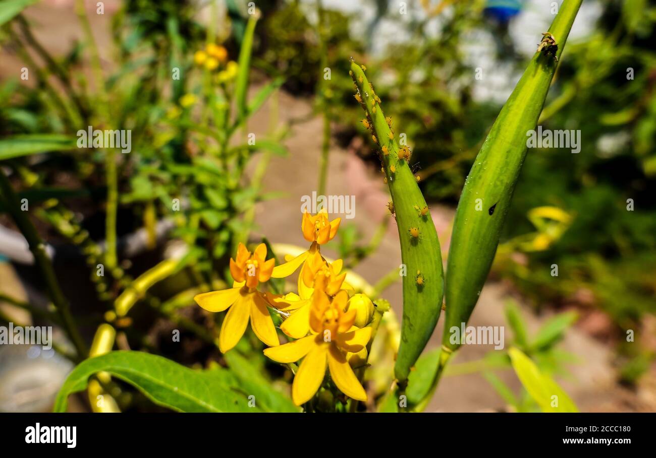 Gelbe blattluse -Fotos und -Bildmaterial in hoher Auflsung  Alamy
