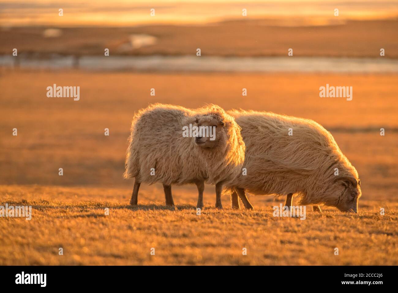 Zwei isländische Schafe im Abendlicht. Iconic Symbol von Island Fauna, touristische Punkt von Interesse Stockfoto