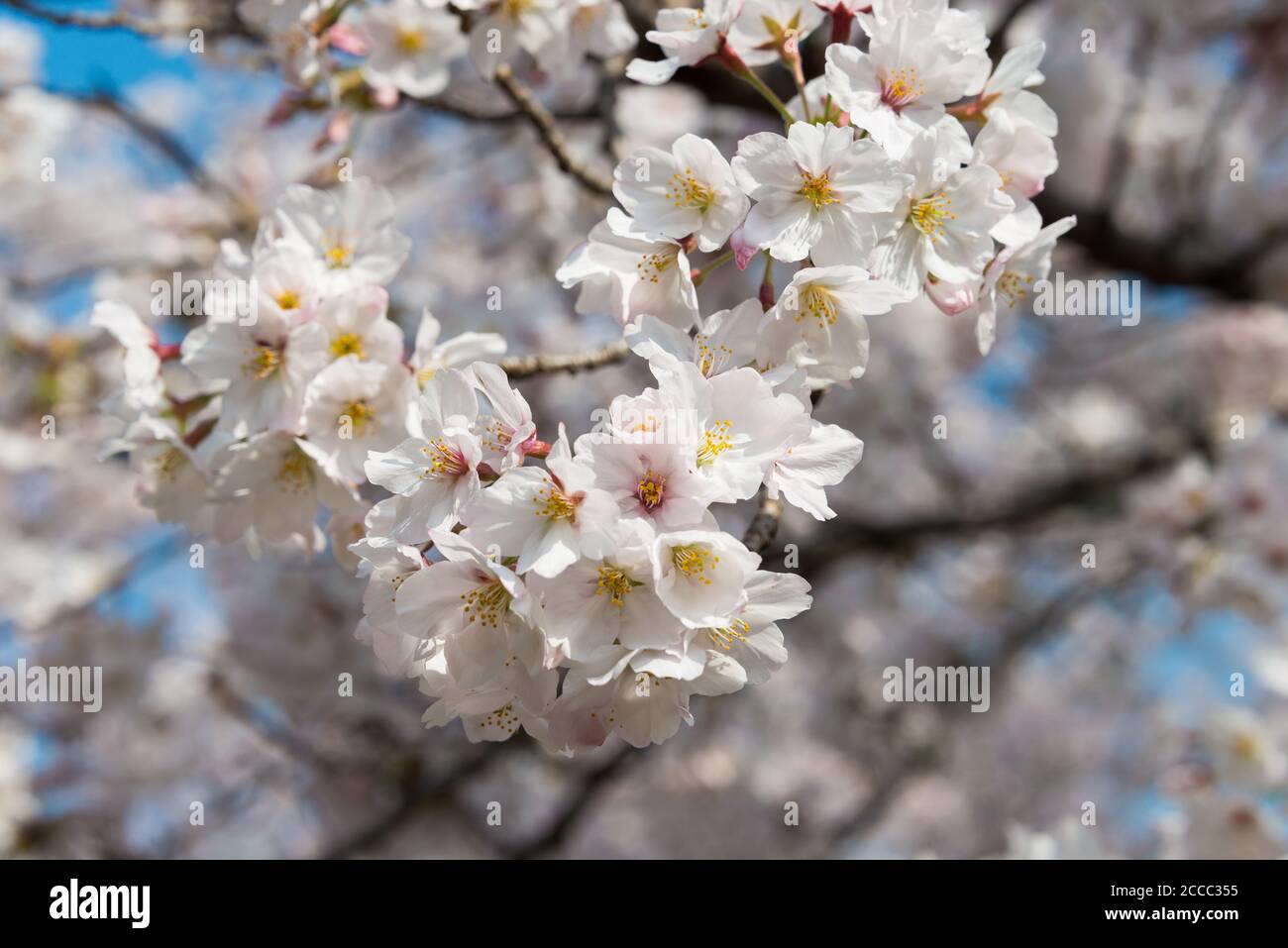 Kyoto, Japan - Kirschblüte beim Philosophenspaziergang (Tetsugaku-no-michi) in Kyoto, Japan. Stockfoto