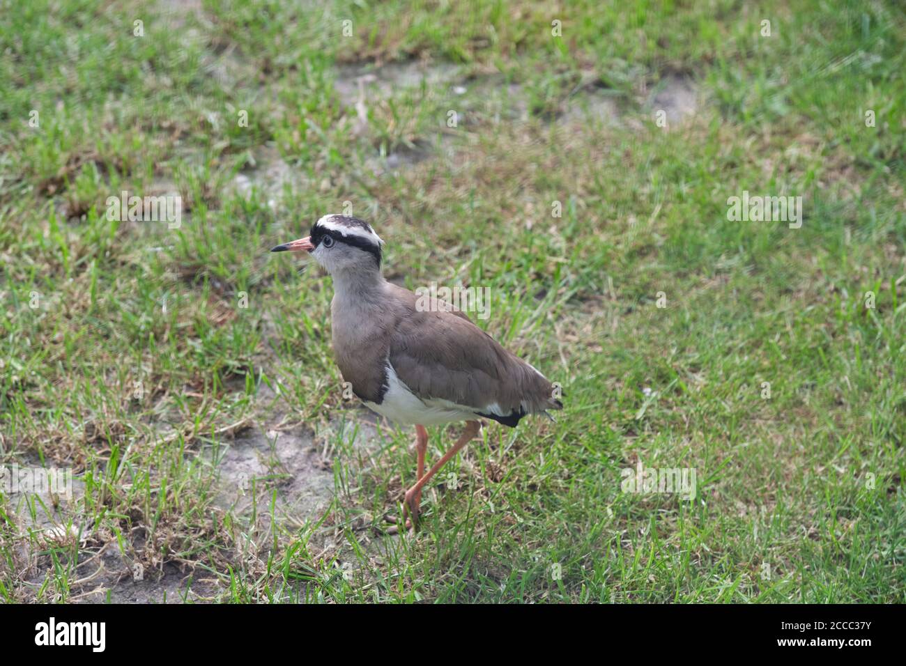 Chilenischer Kiebitz auf grünem Gras, von oben gesehen Stockfoto