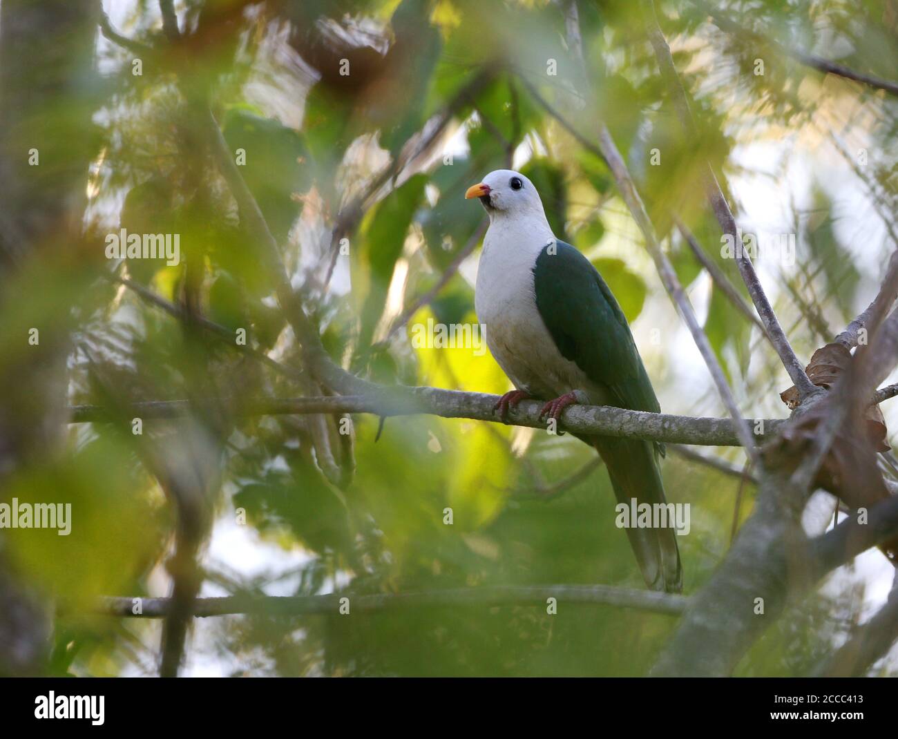 Celebes taubenarten Fotos und Bildmaterial in hoher Auflösung Alamy