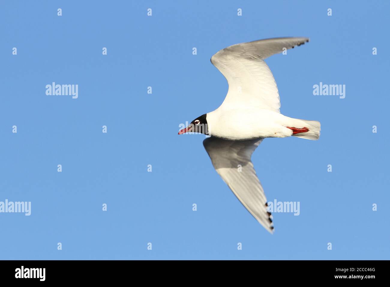 Reliktmöwe (Ichthyaetus relictus) Erwachsener im Flug, Nahaufnahme von unten gesehen Stockfoto