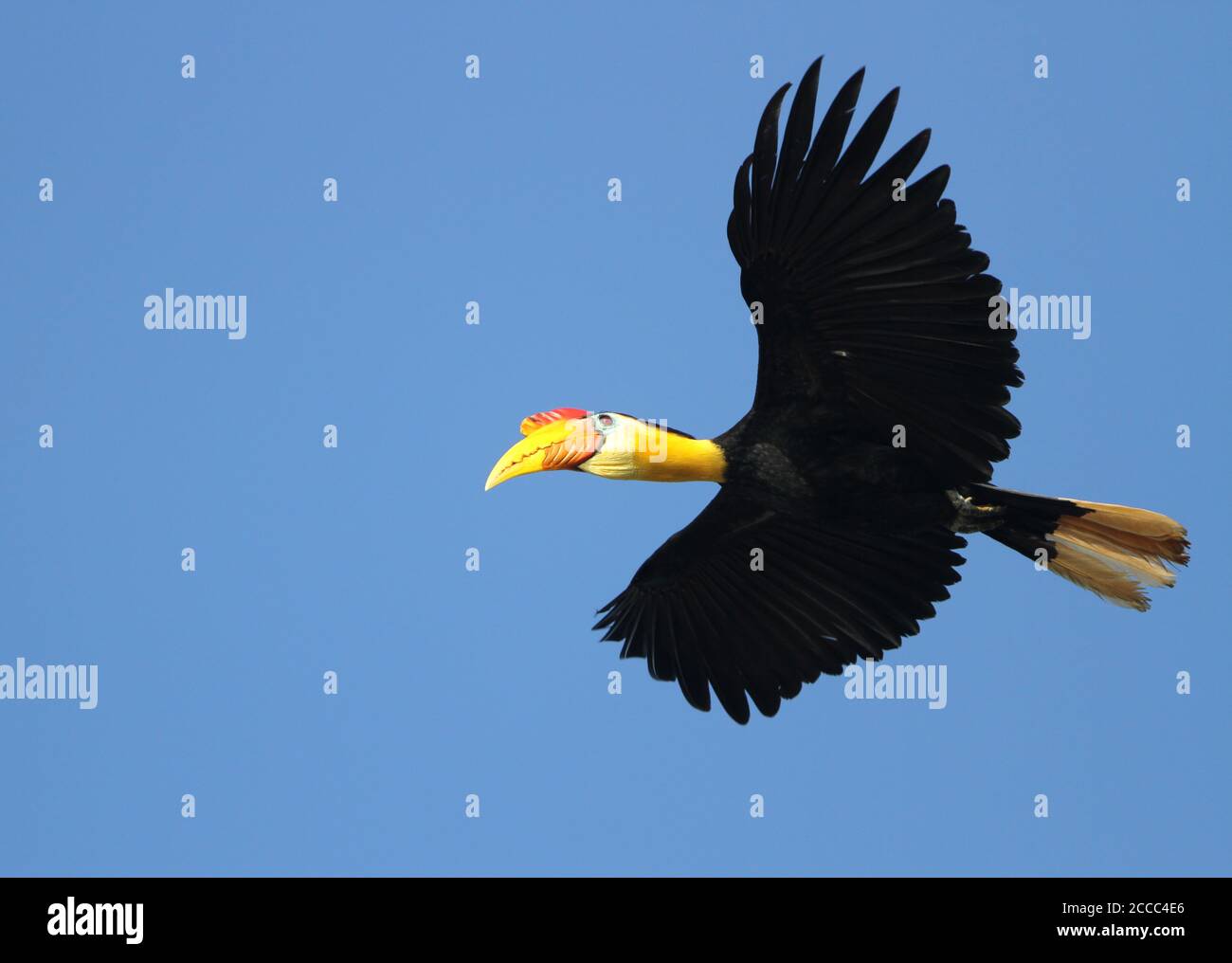 Faltenhornvogel (Rhabdotorrhinus corrugatus), auch bekannt als Sunda Faltenhornvogel, im Flug über Kinabatangan auf Sabah, Borneo Malaysia. Stockfoto