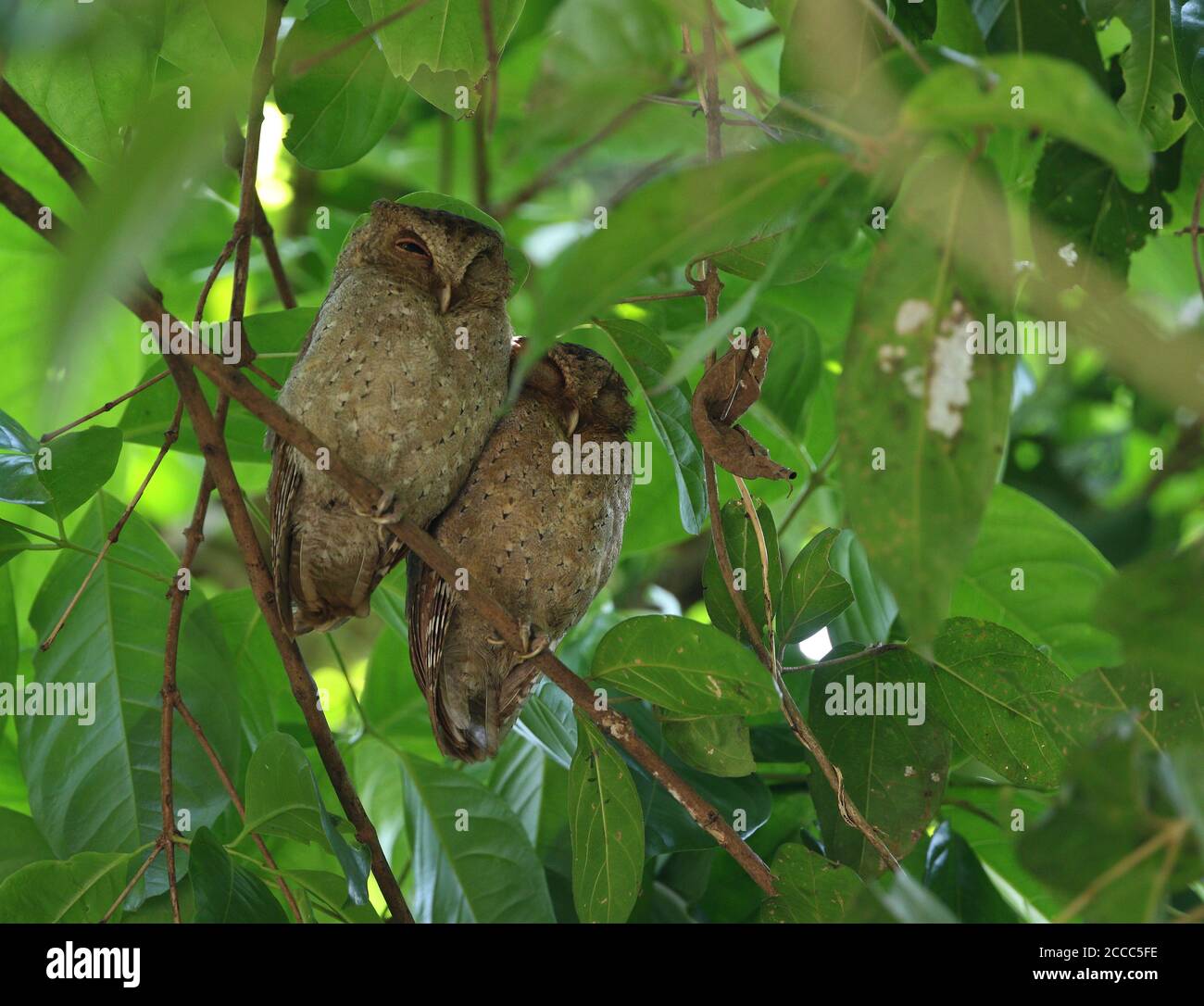 Ein Paar schlafende Andamanen-Scheulen (Otus balli) an ihrem Tagesstause. Eine Eule, die auf den Andamanen endemisch ist. Stockfoto