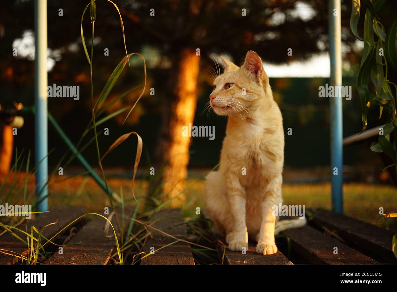 Niedliche Ingwer Katze sitzt auf dem alten Holzbrett in Sommergarten Stockfoto