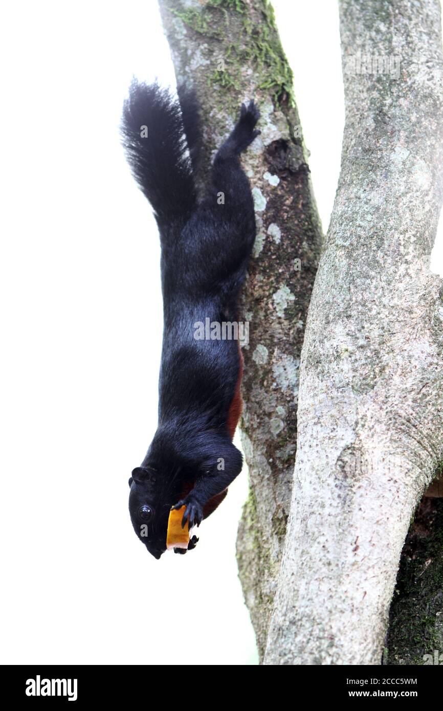Prevost-Hörnchen oder asiatisches dreifarbiges Eichhörnchen (Callosciurus prevostii) Mit Essen und an einem Baum gelegen Stockfoto