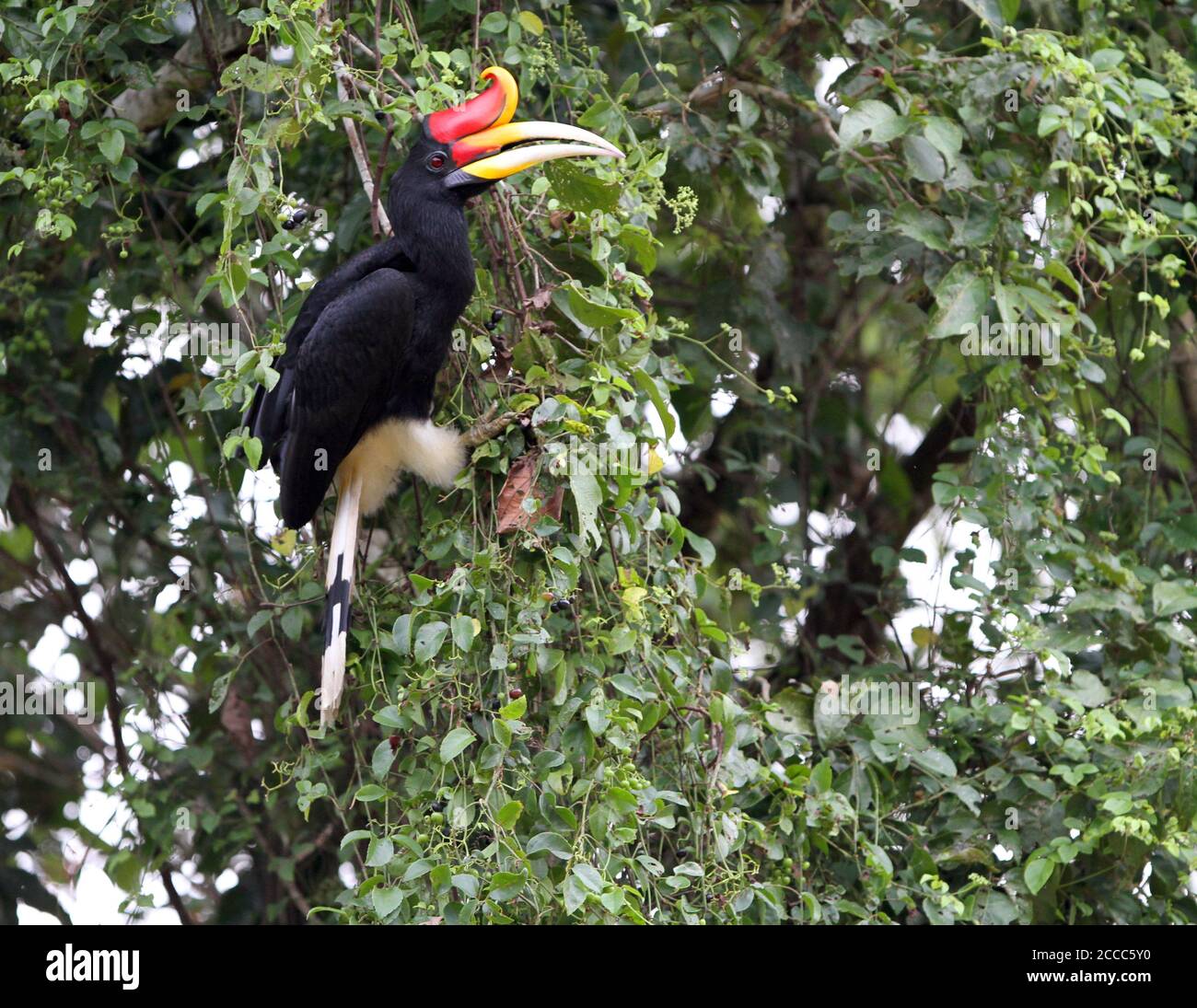 Erwachsene Nashorn Hornbill (Buceros Nashorn) thront in einem Baum entlang des Flusses Kinabatangan, Sabah, Bornean Malaysia. Stockfoto