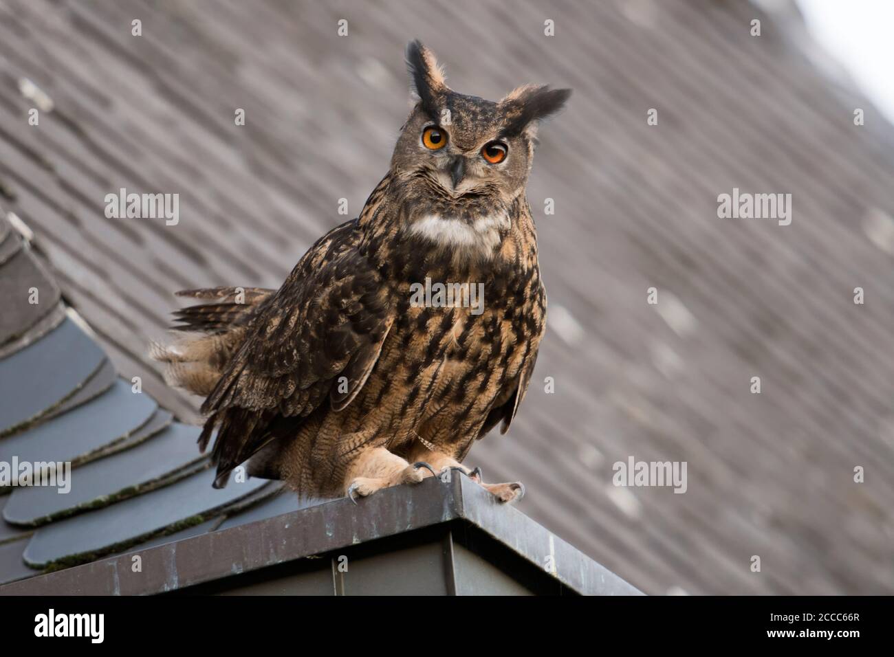 Uhu/Europäischer Uhu (Bubo bubo) erwachsenen Mann, sitzend, thront, umwerben auf einem Dach, alte Kirche, neugierig, sieht lustig, wildli Stockfoto