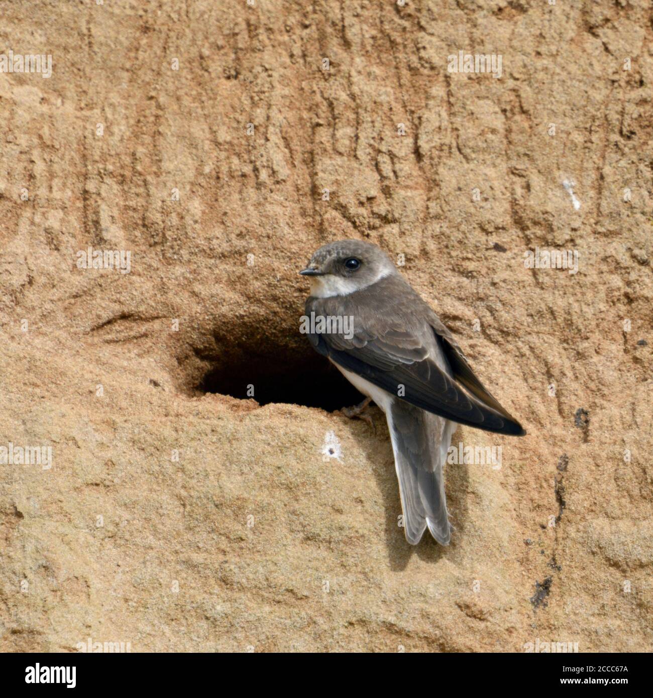 Sand Martin / Bank Swallow / Uferschwalbe ( Riparia riparia ) thront an seinem Nestloch in einem Flussufer, in typischer Pose, Tierwelt, Europa. Stockfoto
