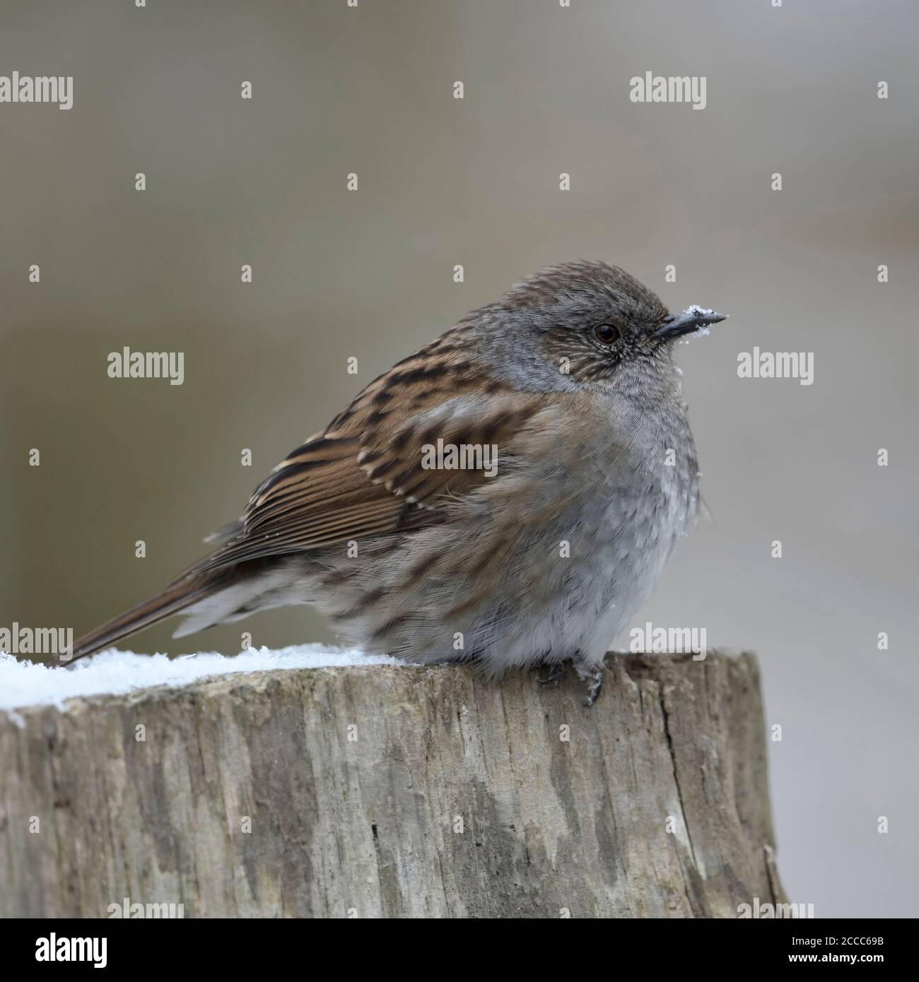 Dunnock (Phasianus colchicus), Erwachsene im Winter, fluffed, Federn, ruht auf einem hölzernen Zaun Pfosten, Wildlife, Europa. Stockfoto