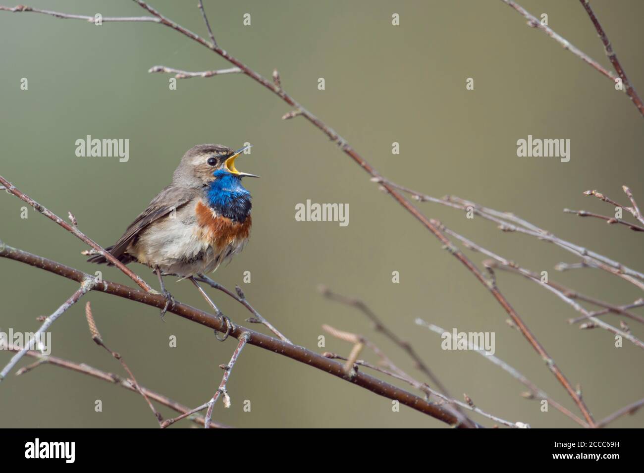 Weißfleckige Blaukehlchen ( Luscinia svecica ) singen ihr Lied, sitzen in trockenen Zweigen eines Birkenbusches, Tierwelt, Europa. Stockfoto