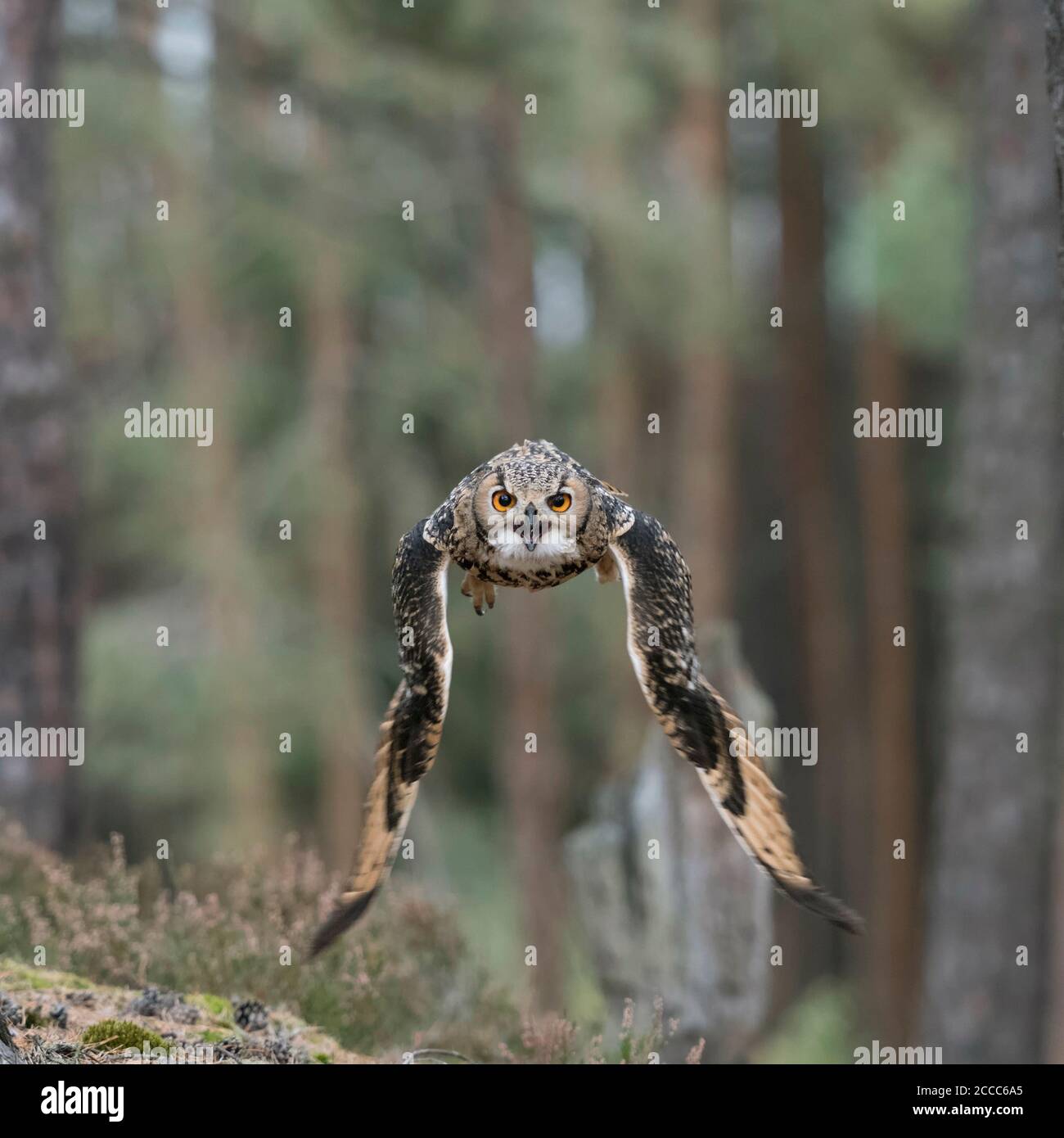 Indische Eagle-Owl/Rock/Eagle-Owl Bengalenuhu (Bubo Bengalensis) im Flug durch den Wald, Aufruf, dynamische frontal geschossen, helle Augen. Stockfoto