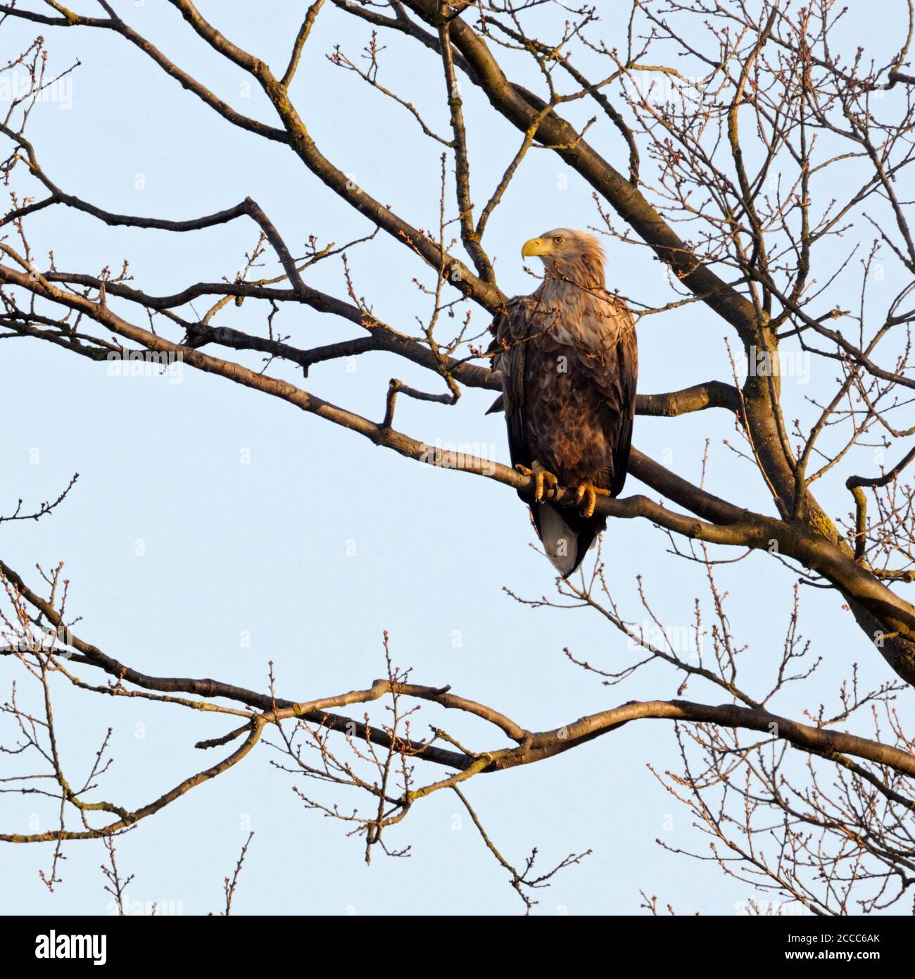 Weiße Seeadler/Sea Eagle/Seeadler (Haliaeetus albicilla) hoch oben in einem Baum gehockt, typische Situation, Wildlife, Europa. Stockfoto