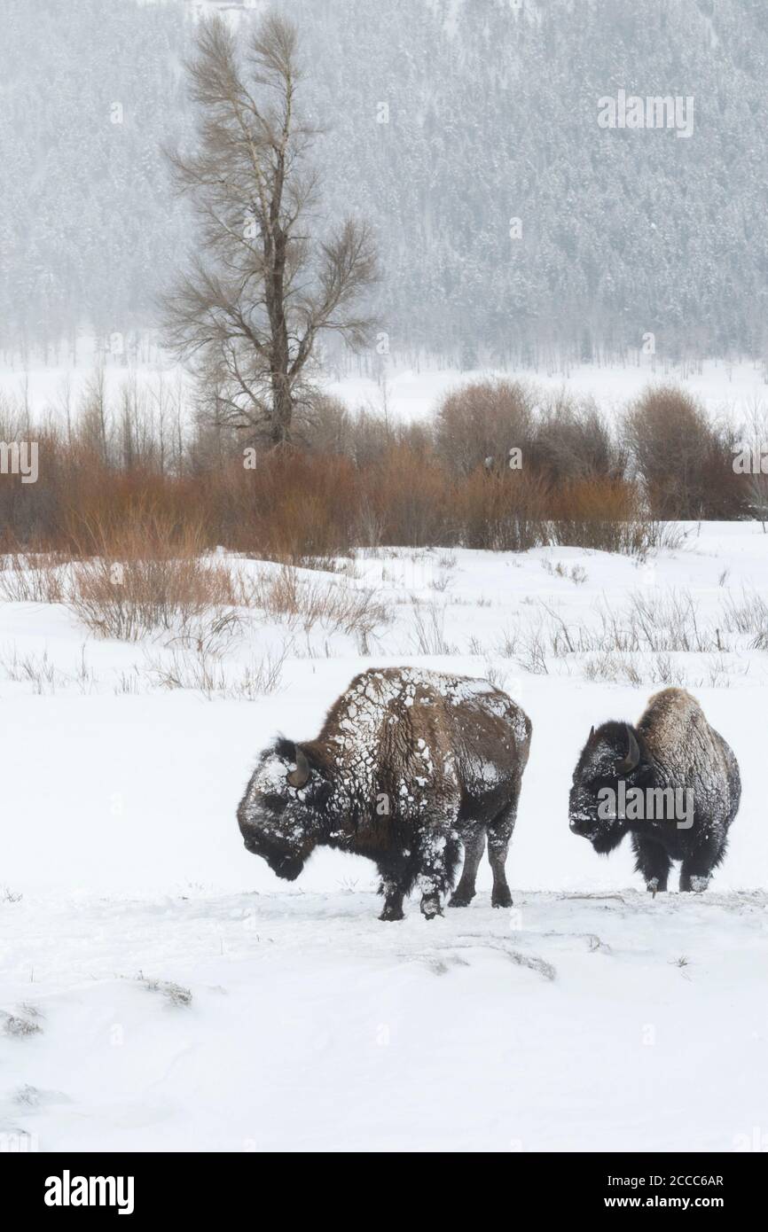 Amerikanische Bisons / Amerikanische Bisons (Bison Bison) unter harten Winterbedingungen Eis bedeckt, zu Fuß durch den Schnee, Lamar Valley, Yellowstone, W Stockfoto