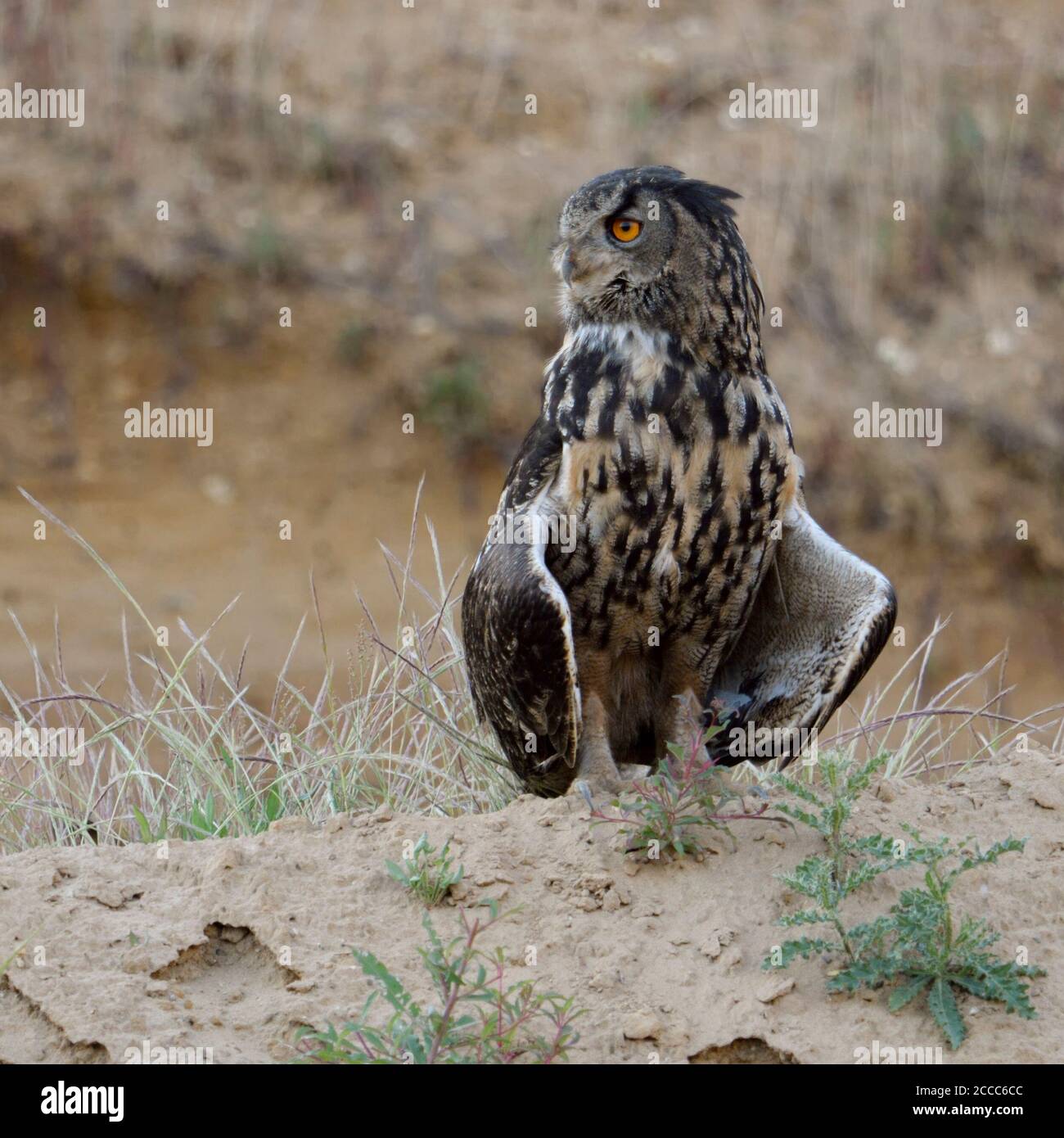 Uhu/Europäischer Uhu (Bubo bubo), Erwachsener, steht auf einer kleinen Anhöhe, sweatenig, Eröffnung seine Flügel, typische Pose, Wildlife, Eur Stockfoto