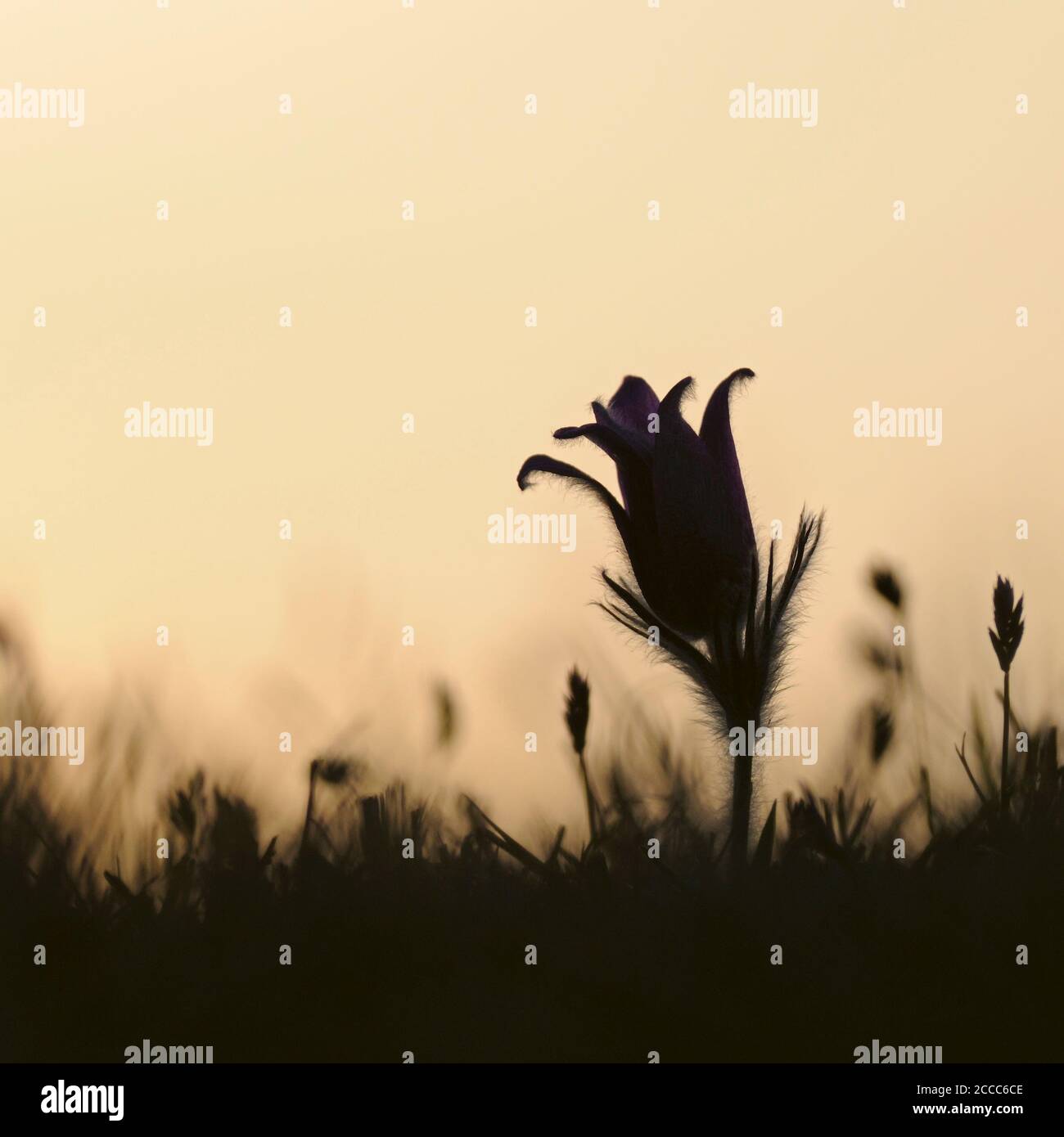 Gemeine Pasque Blume / Kuechenschelle ( Pulsatilla vulgaris ), typische Frühlingsblume auf nährstoffarmen Grasland, Silhouetten gegen orange gefärbte ev Stockfoto