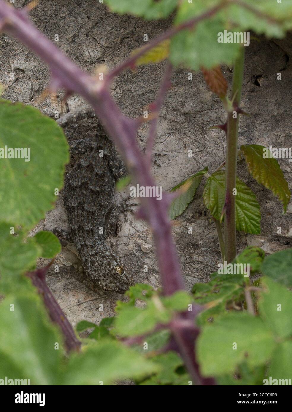 Kotschys Gecko, Mediodactylus kotschyi, versteckt sich unter einem Blatt an einer Wand Stockfoto