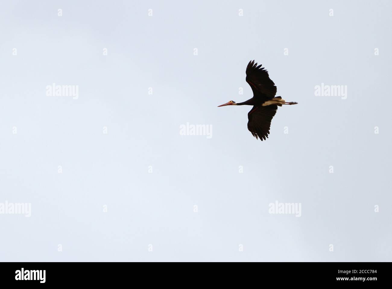 Adult Storm's Stork (Ciconia stormi) im Flug über den Kinabatangan-Fluss, Sabah, Malaysia. Stockfoto