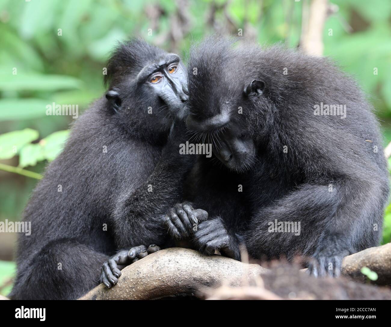 Vom Aussterben bedrohte Celebes Crested Macaque (Macaca nigra) im Tangkoko Waldreservat in Sulawesi. Zwei Affen, die sich aufmachen. Stockfoto