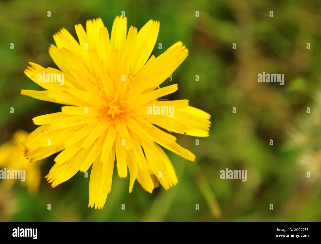 Bild zeigt eine schöne Blume in der Wildnis. Dies ist eine Nahaufnahme der Blume in ihrer natürlichen Umgebung. Stockfoto
