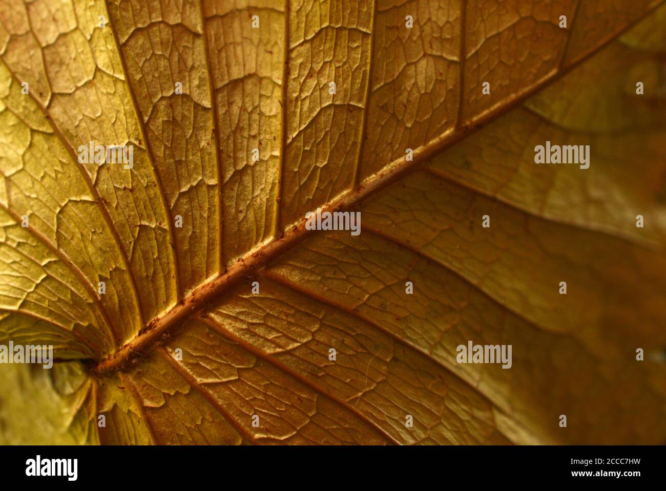 Die Natur verblüfft Künstler und Wissenschaftler durch ihre erstaunlichen Muster und Formen. Stockfoto