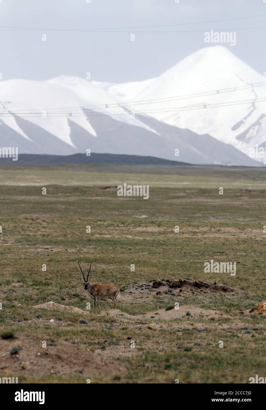 Tibetische Antilope oder chiru (Pantholops hodgsonii) Auf dem tibetischen Plateau mit Berg und Schnee am Hintergrund Stockfoto