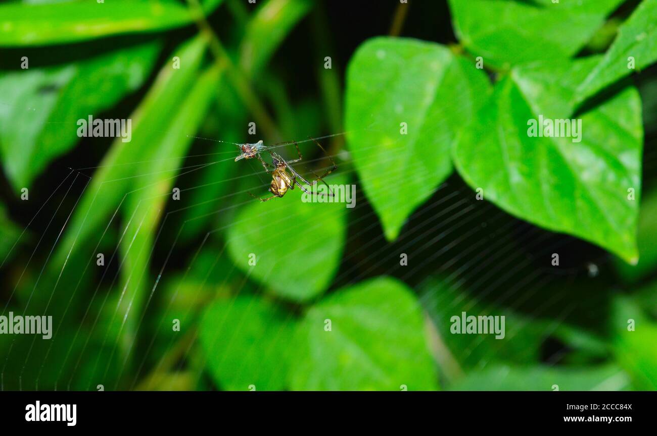 Das Bild zeigt eine Spinne, die ihr Netz auf einem Insekt spinnt, das im Netz gefangen ist. Spinnen fressen nicht buchstäblich die Insekten, die sie töten. Stockfoto