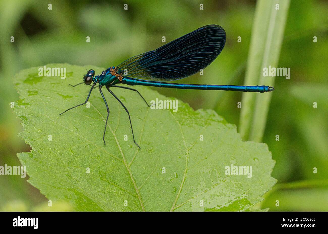 Männliche schöne Demoiselle, Calopteryx virgo, auf einem Blatt Stockfoto