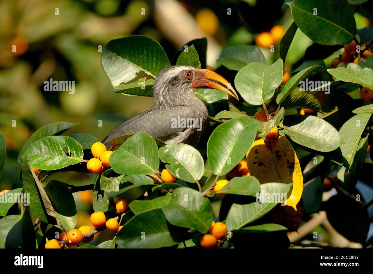 Indian Grey Hornbill, Ocyceros birostris, Dandeli, Indien Stockfoto