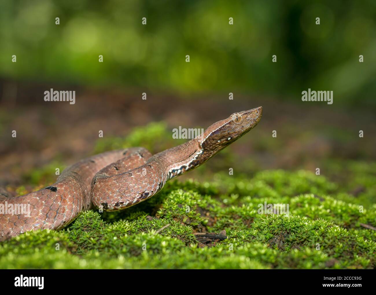 Buckel-Nosed Pit Viper oder Hummel-Nosed Viper, Hypnale hypnale eine giftige Pit Viper Art endemisch in Indien und Sri Lanka. Goa, Indien Stockfoto