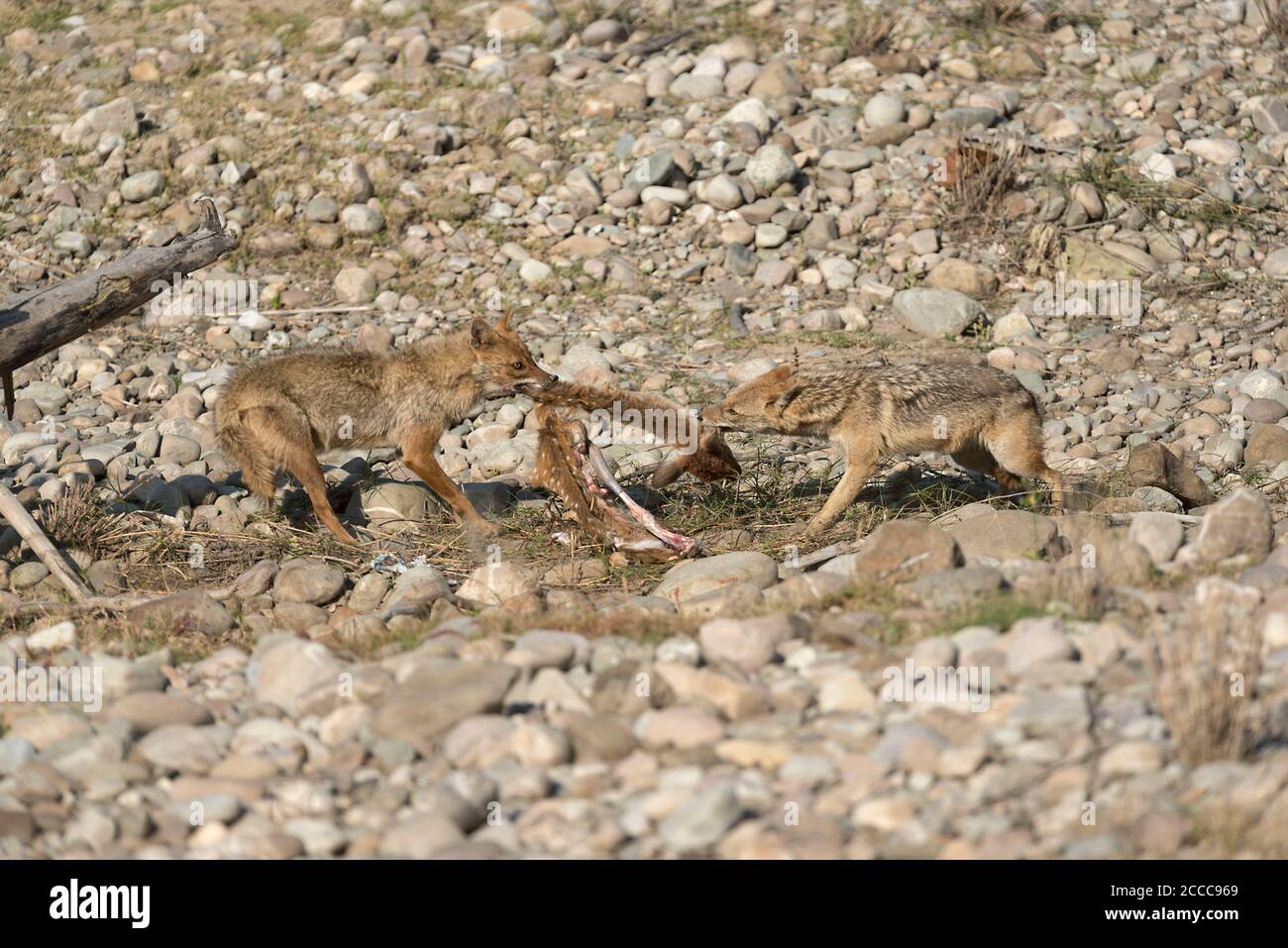 Jackal Tauziehen um Essen, Dhikala, Jim Corbett National Park, Uttrakhand, Indien Stockfoto