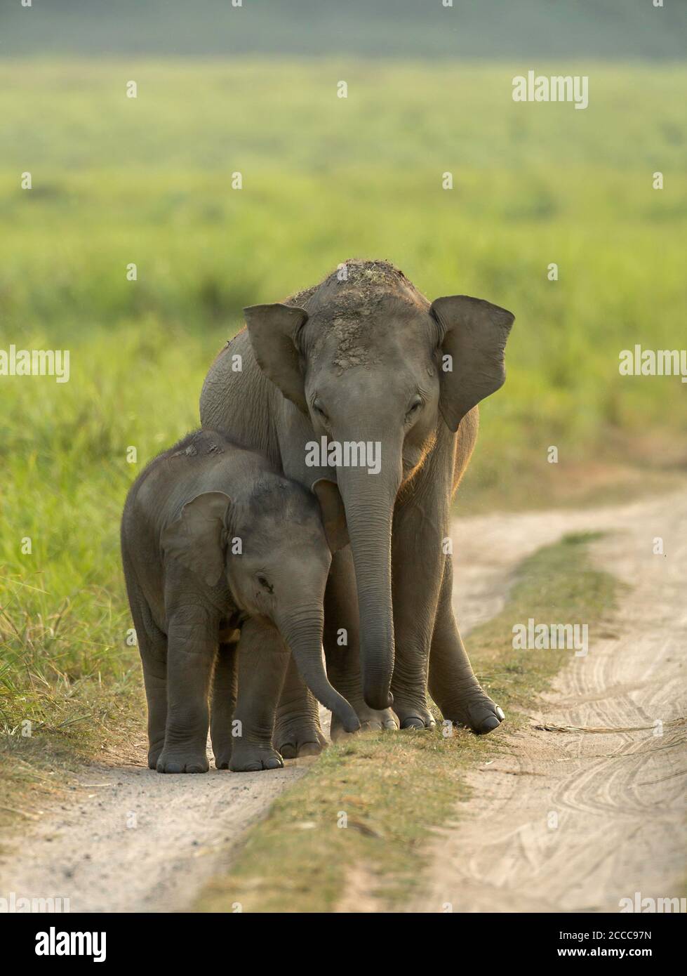 Elefant Geschwister, Dhikala, Jim Corbett National Park, Uttrakhand, Indien Stockfoto