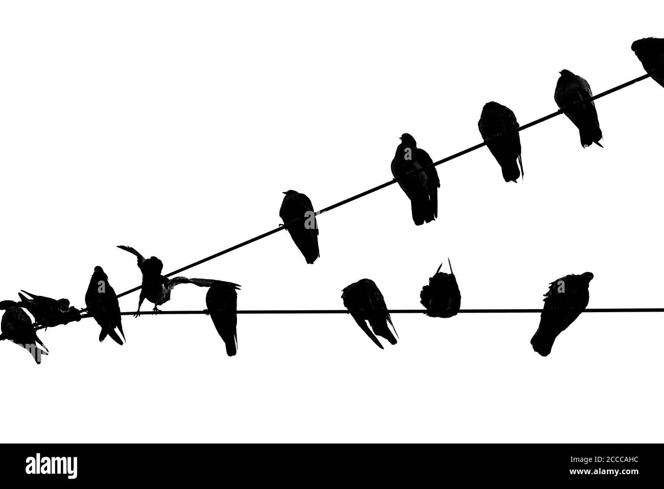 Flug der Tauben, die eine Pause auf Laternendrähten weiß Hintergrund Stockfoto