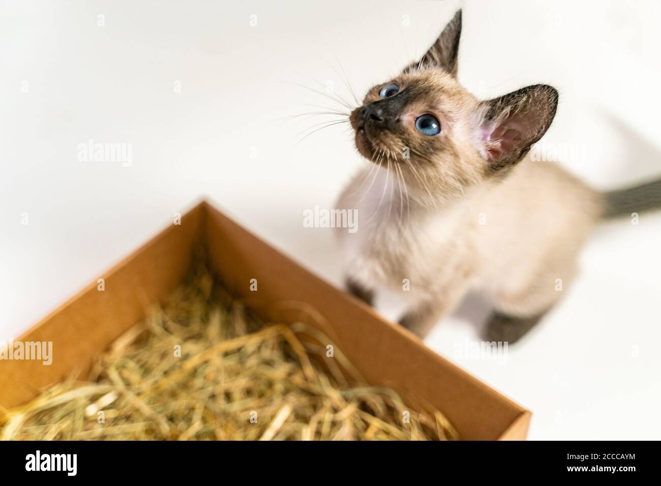 Reinrassige 2 Monate alte Siamkatze mit blauen mandelförmigen Augen auf Box Korb Hintergrund. Thai Kätzchen versteckt in einem Box Korb. Konzepte von Haustieren spielen hidi Stockfoto
