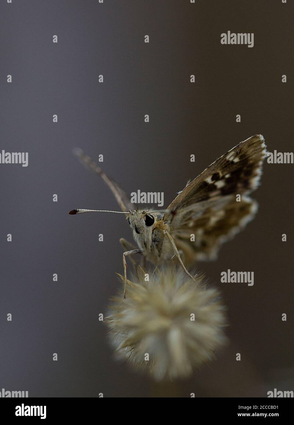 Salbei-Skipper-Schmetterling, Muschampia-Proto auf trockenem Gras Stockfoto