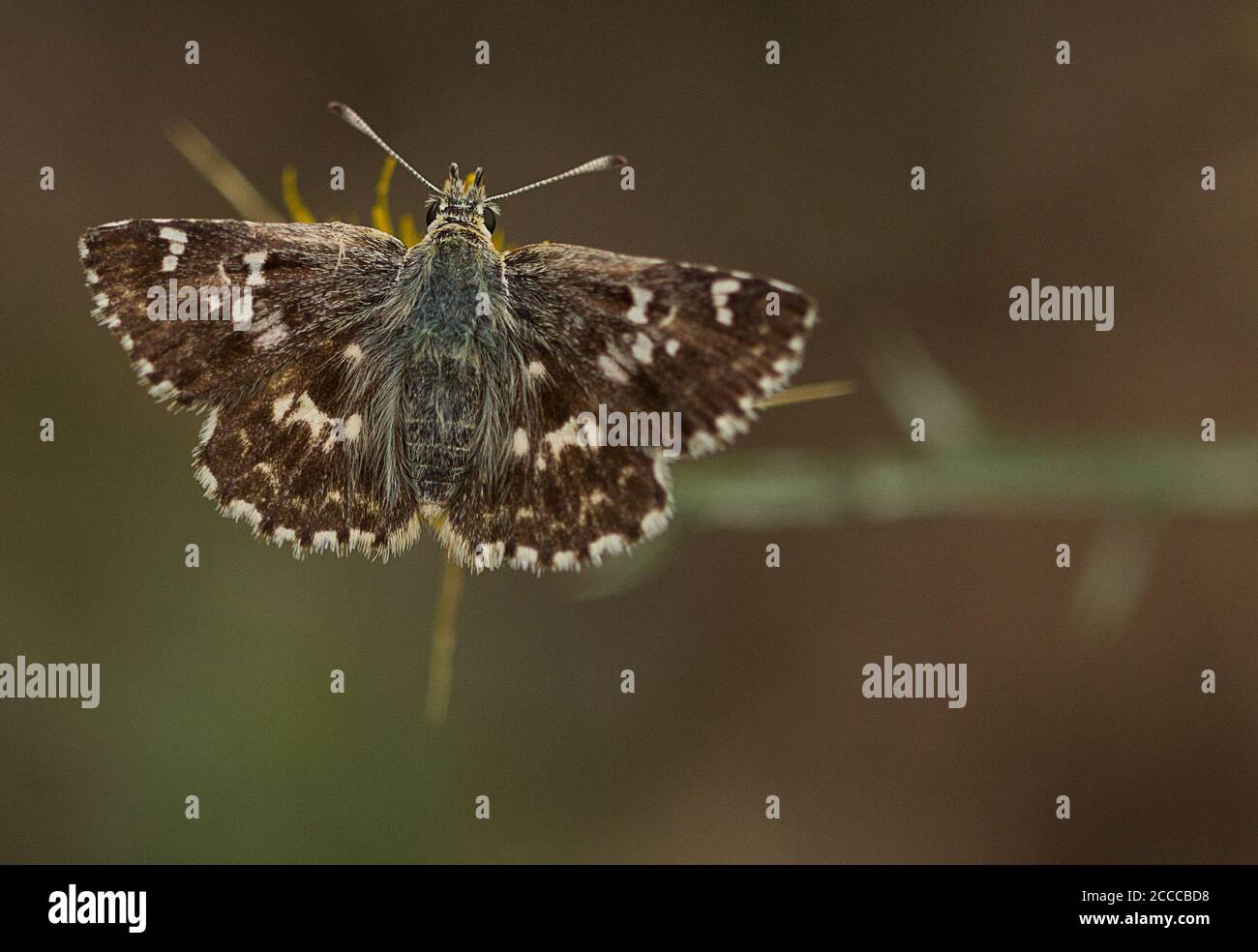 Salbei-Skipper-Schmetterling, Muschampia proto, hoch oben auf St. Barnaby's Thistle, Centaurea solstitialis Stockfoto