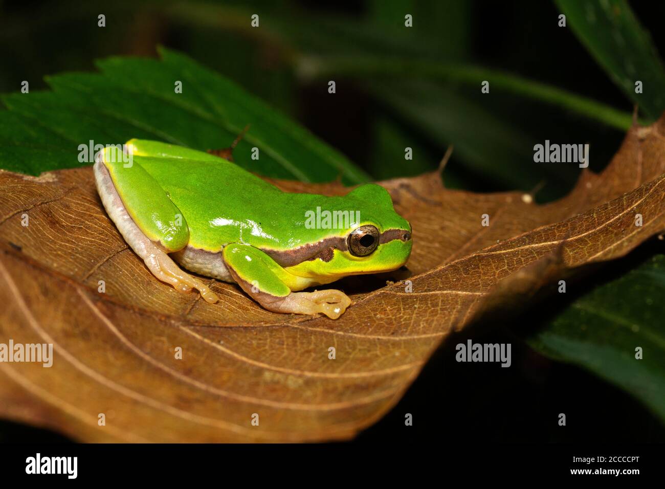 Baumfrosch in der Familie Hylidae, Hyla Annectans, Nagaland, Indien Stockfoto