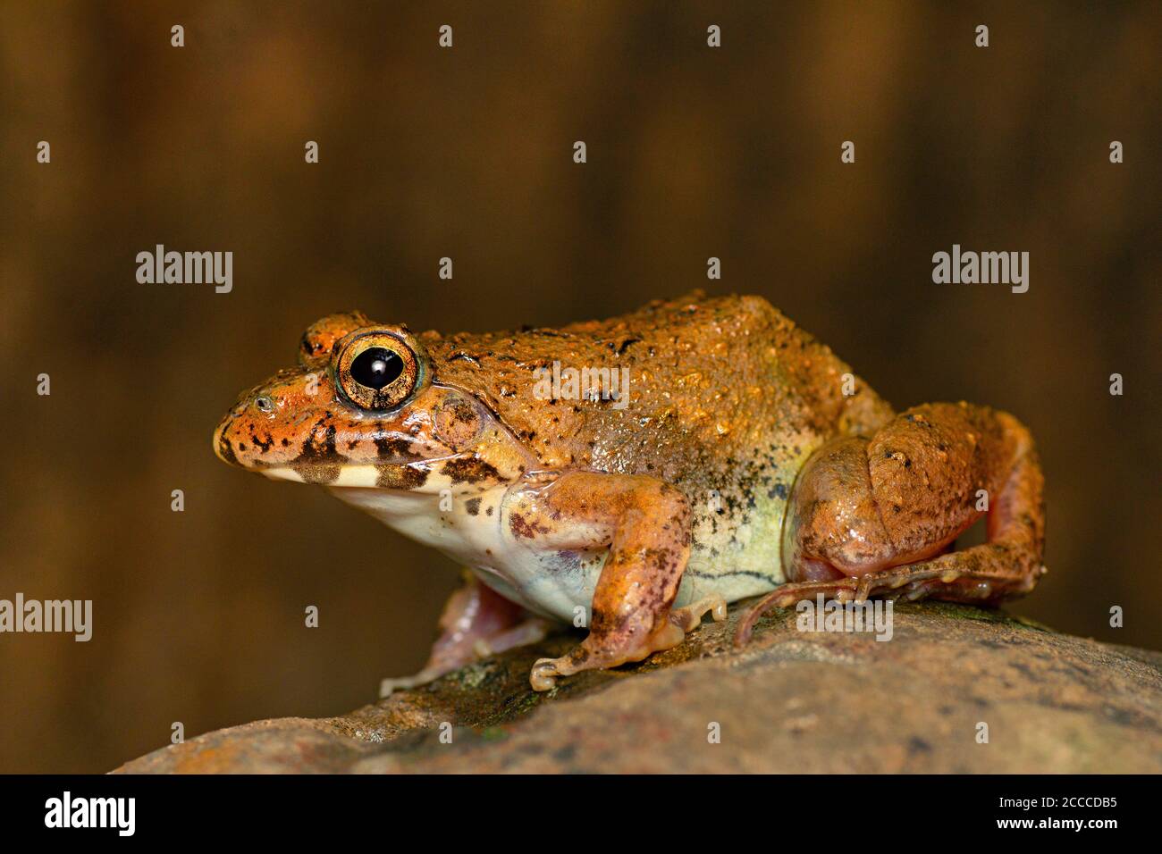 Cricket Frog on Rock, Fejervarya sp., Pune, Maharashtra, Indien Stockfoto