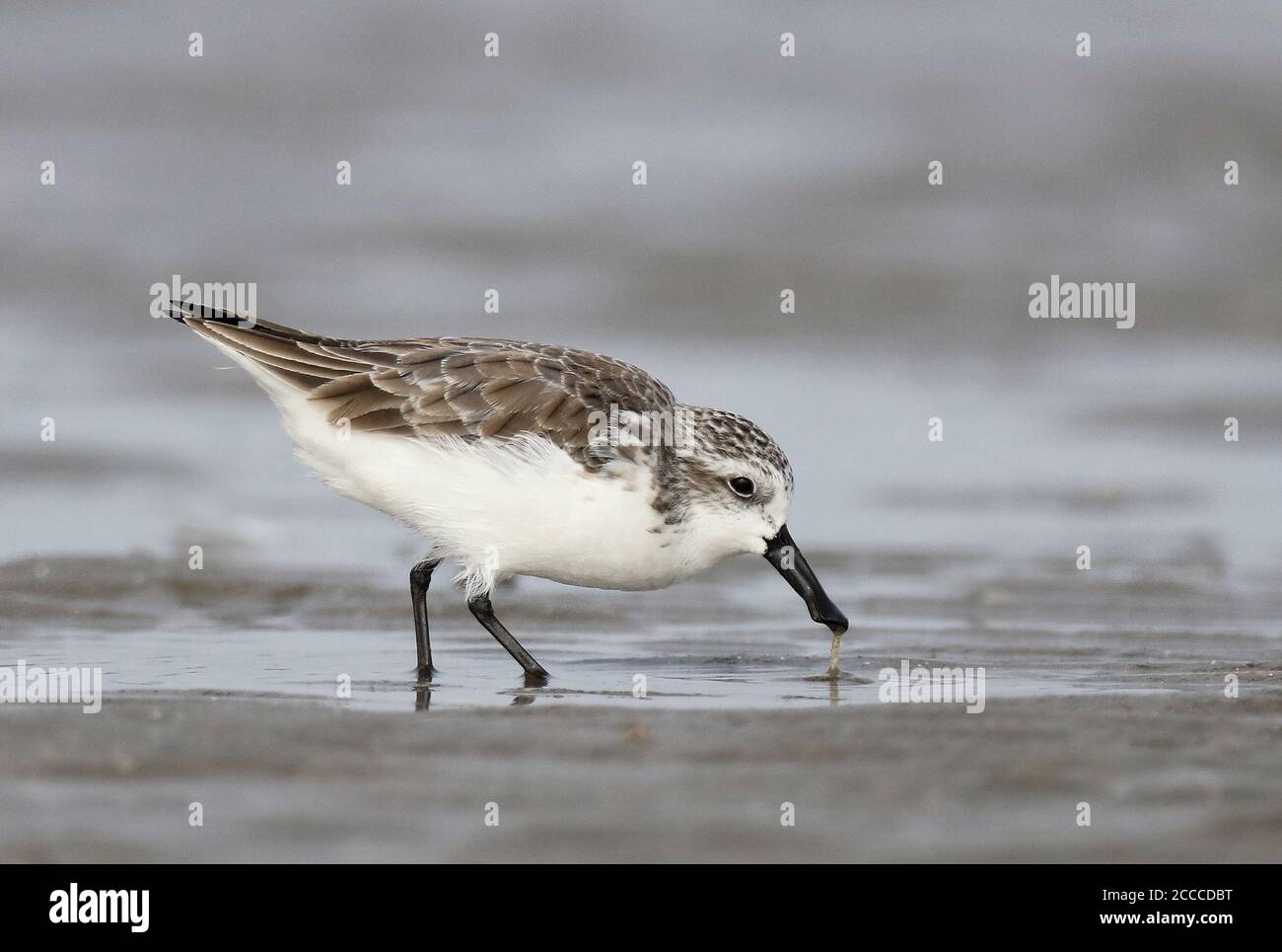 Löffelschnabel-Sandpiper (Eurynorhynchus pygmeus) überwintert entlang der Ostküste Chinas in der Nähe von Xitou in Guangdong. Ein vom Aussterben bedrohte Watvogel. Stockfoto