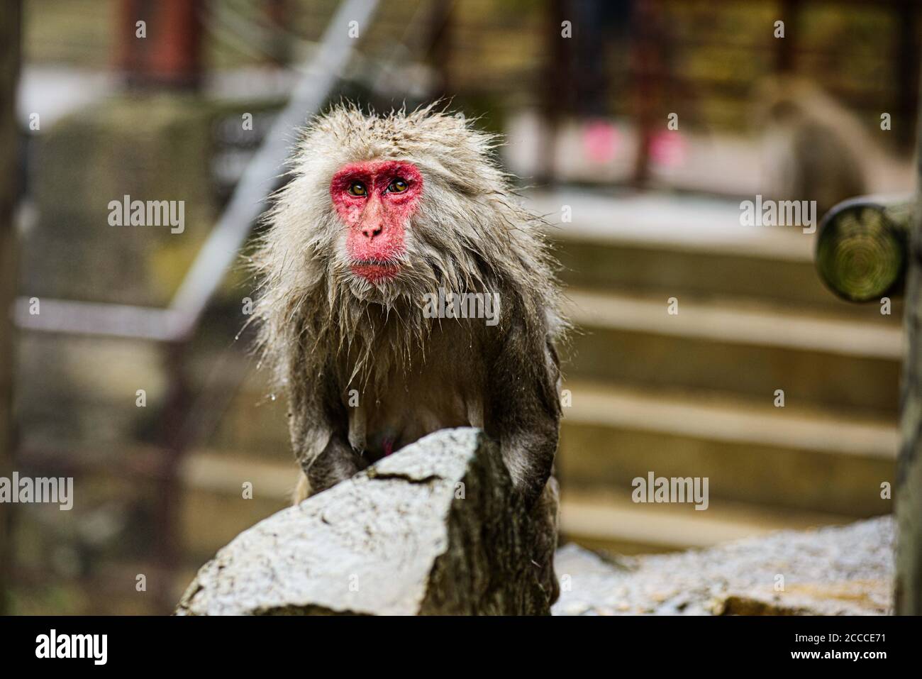 Alter japanischer Makaken-Affe mit nassem Fell an einer heißen Quelle im Jigokudani Park, Yudanaka, Snow Monkey Park. In Der Nähe Von Nagano, Japan Stockfoto