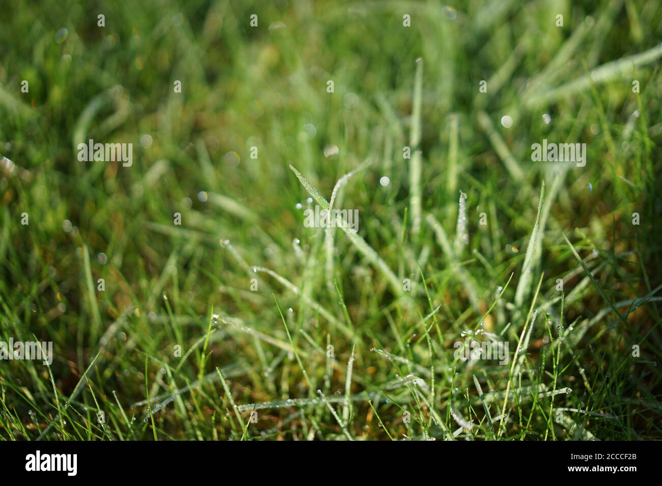 Nahaufnahme von Tau auf langem Gras Stockfoto