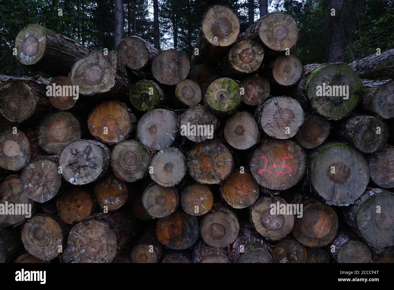 Holzstapel in Nottinghamshire, Großbritannien Stockfoto