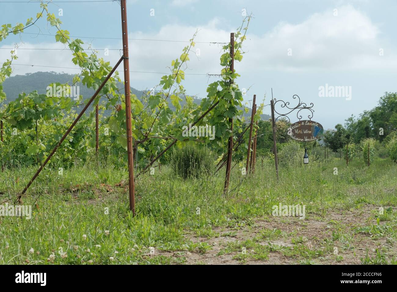 Weinstöcke und Blätter eines Weinbergs an einem Sommertag. Stockfoto