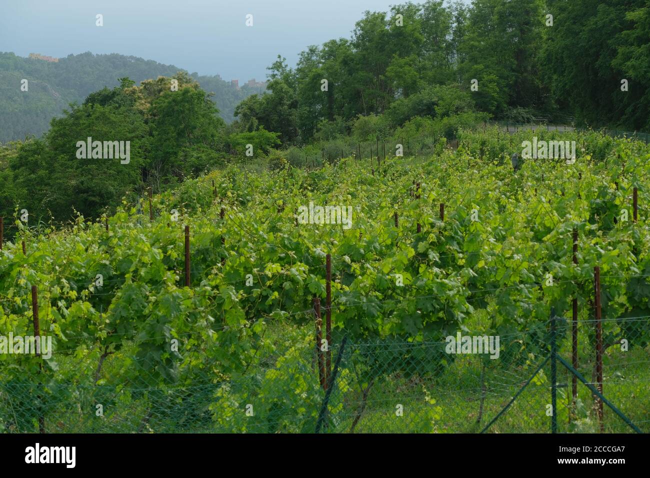 Weinstöcke und Blätter eines Weinbergs an einem Sommertag. Stockfoto