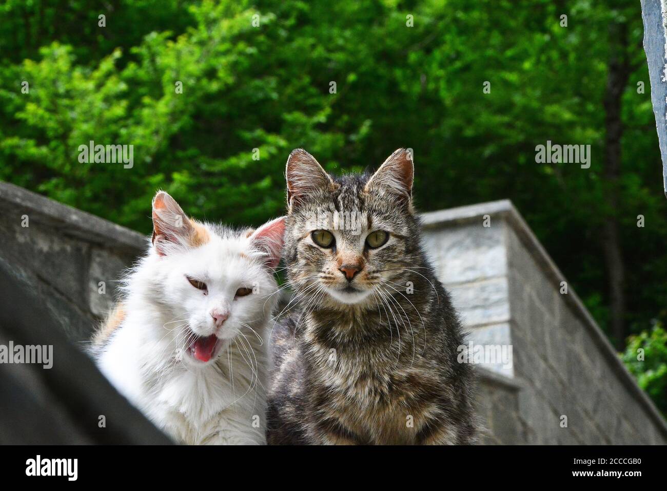 Zwei europäische Kurzhaar-Katzen vor einem Gebäude. Stockfoto