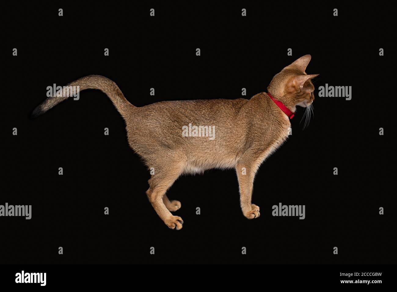 Abessinier Katze im Profil isoliert auf schwarzem Hintergrund Stockfoto
