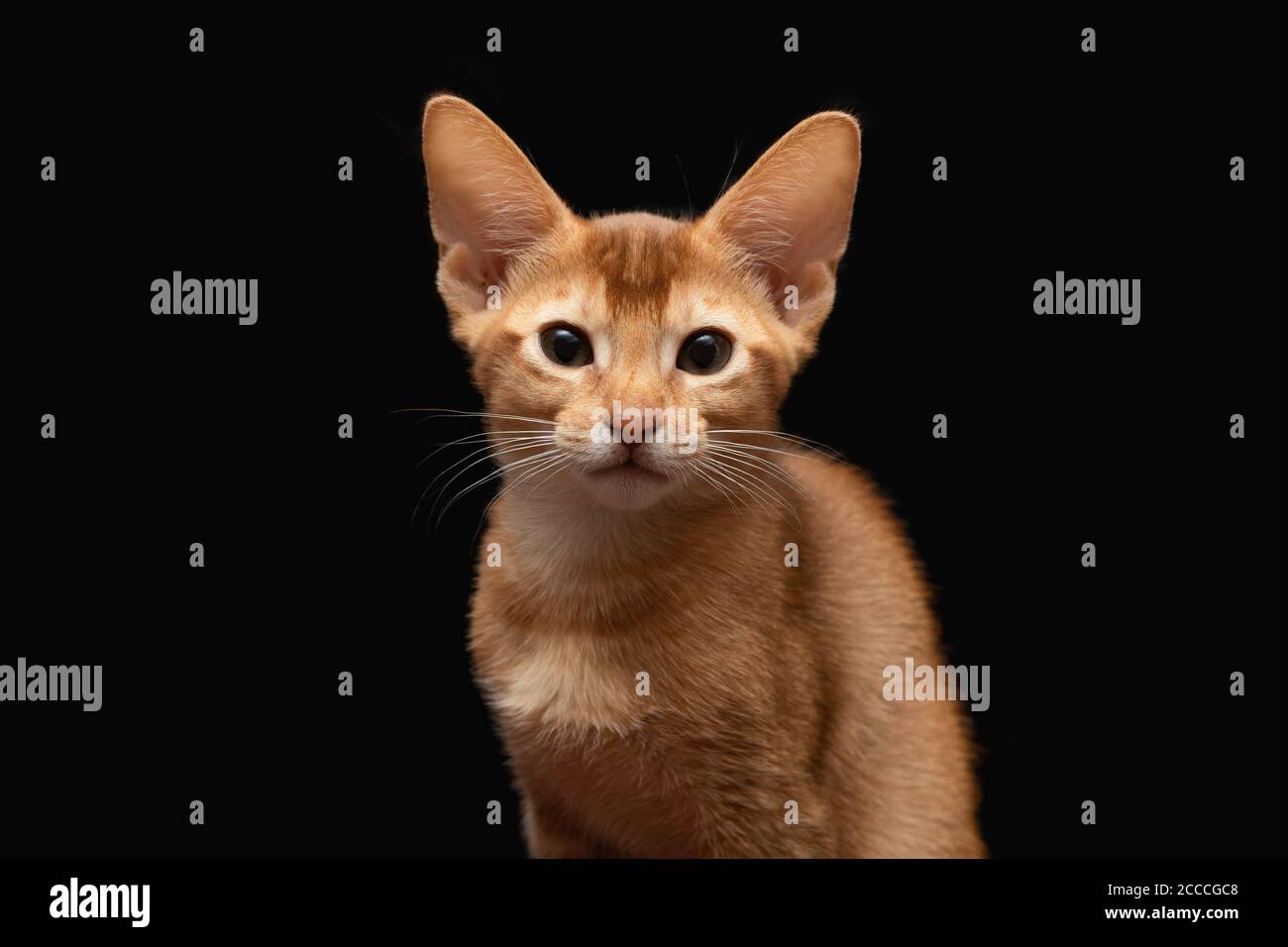 Abessinier Katze, Kitty auf schwarzem Hintergrund Stockfoto